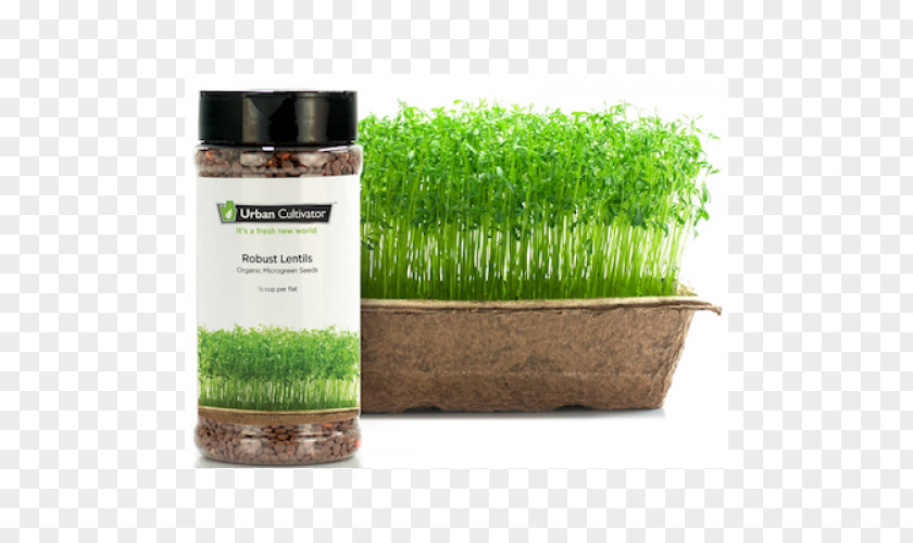 Lentils Urban Cultivator Seed Gardening PNG