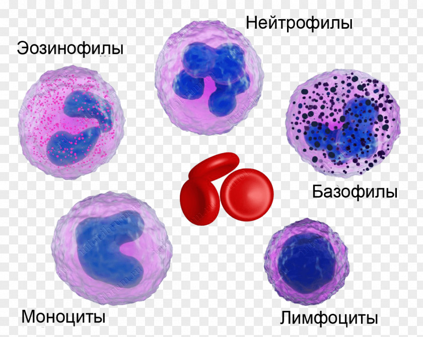 Microscope Neutrophil Eosinophil Basophil Blood Cell Monocyte PNG