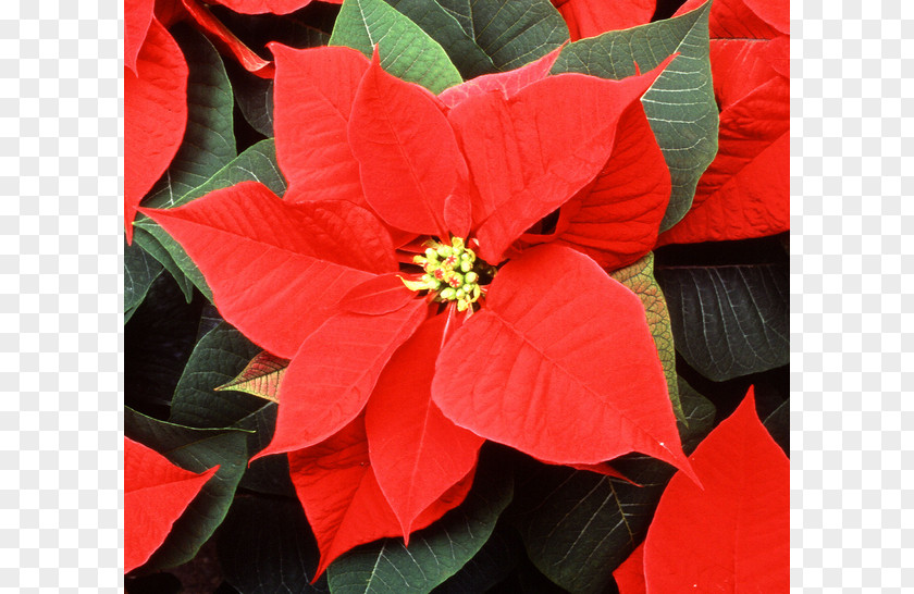 Poinsettia Flower Mexico Spurges Christmas PNG