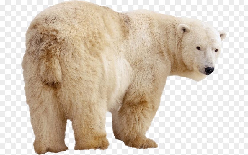 Polar Bear Stock Photography Kodiak Arctic Eurasian Brown PNG