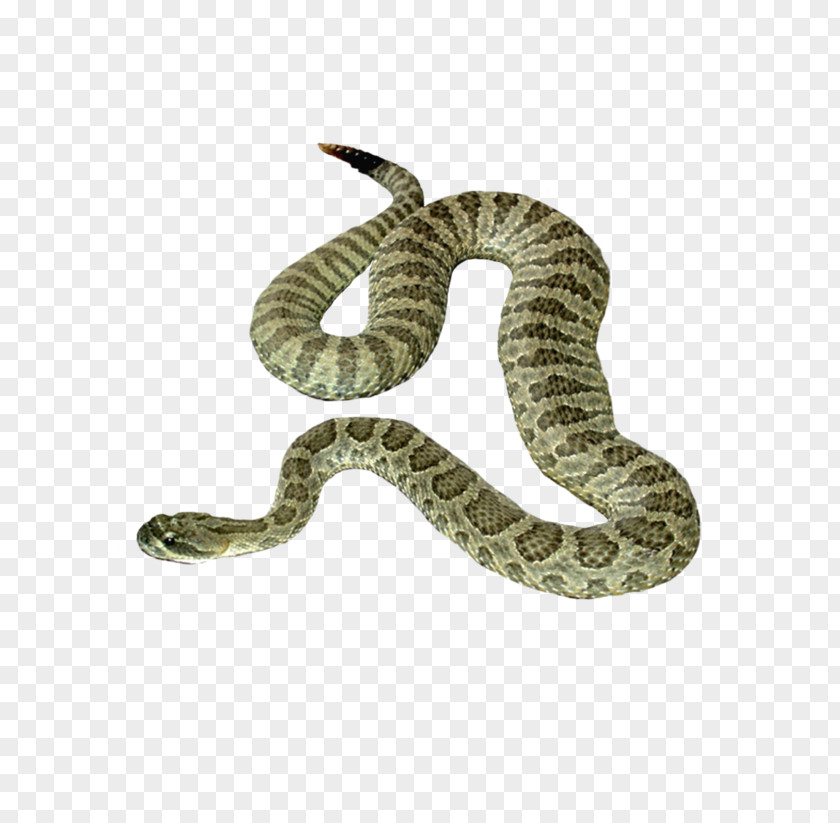 Snake Icon PNG