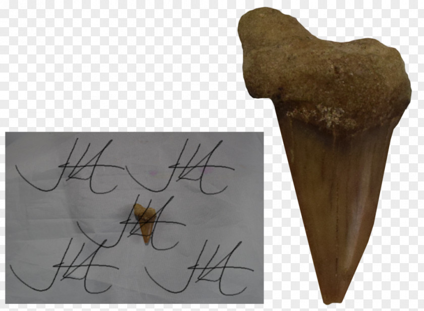 Tooth Wood /m/083vt Jaw PNG