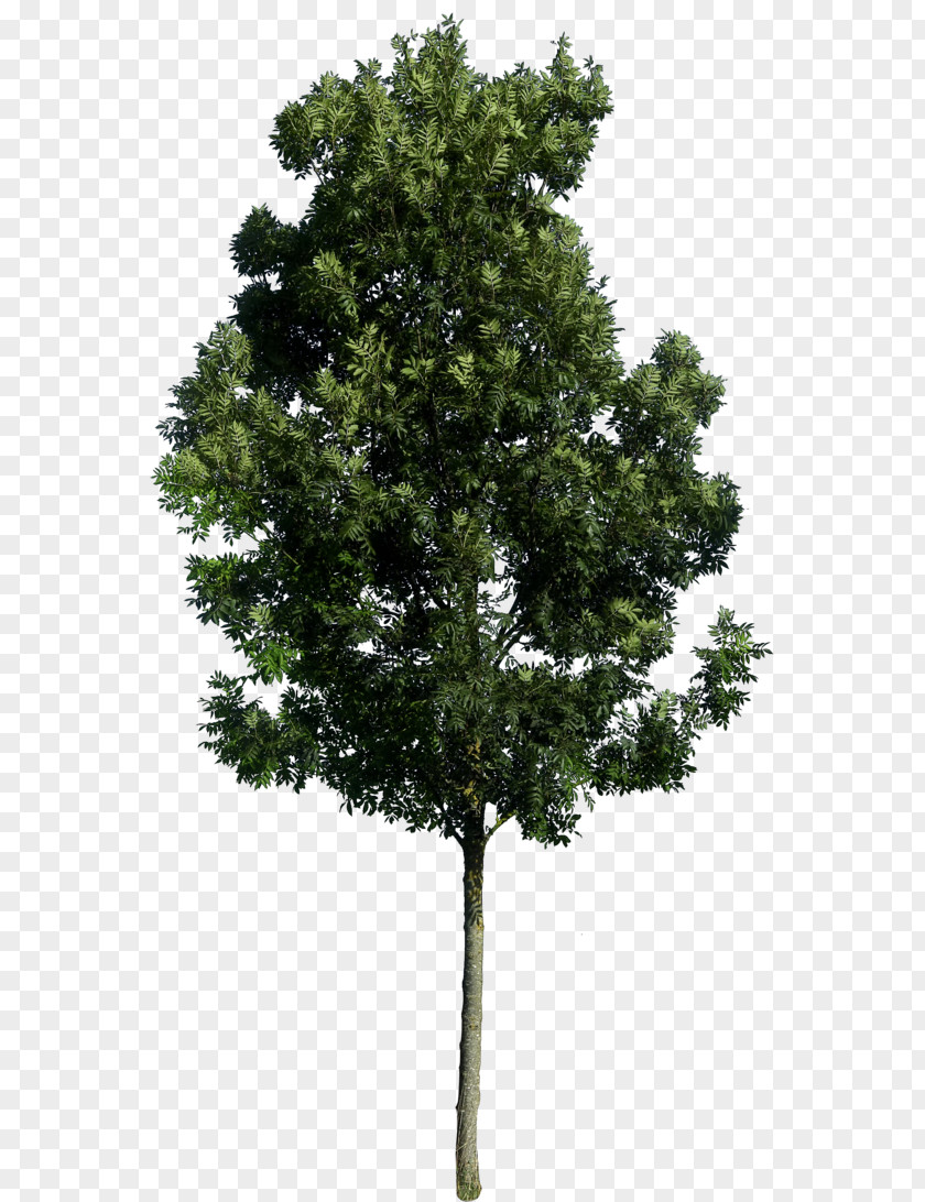 Tree Top Architecture PNG