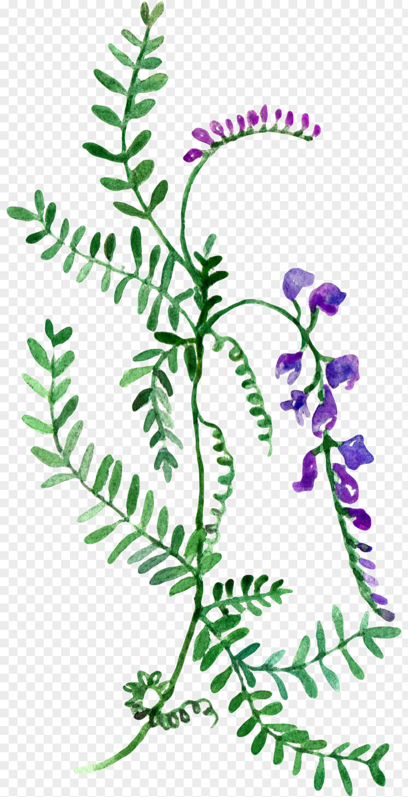 Wildflower Watercolor Map Painting Clip Art PNG