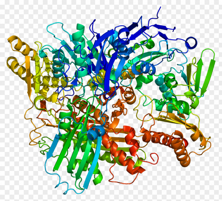 Xanthine Dehydrogenase Oxidase Protein PNG