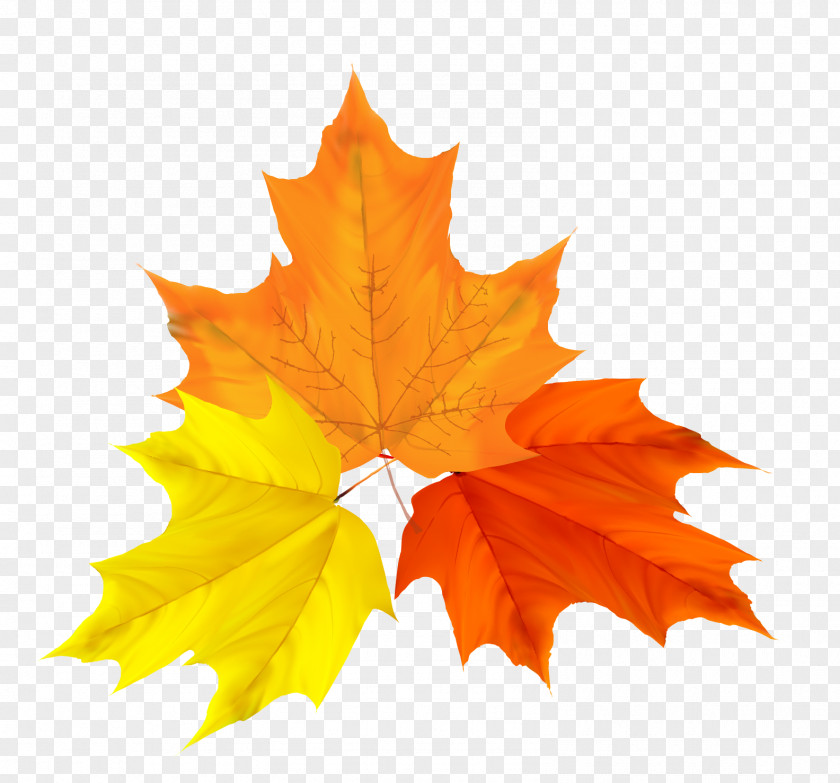 Colorful Autumn Leaves Design Vector Material Stock Illustration Royalty-free Clip Art PNG
