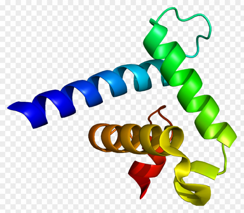 CREB-binding Protein P300-CBP Coactivator Family EP300 PNG