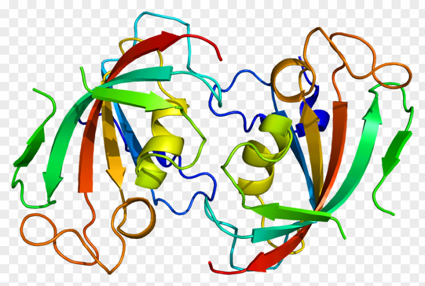 FKBP52 Protein FKBP1A Tacrolimus PNG