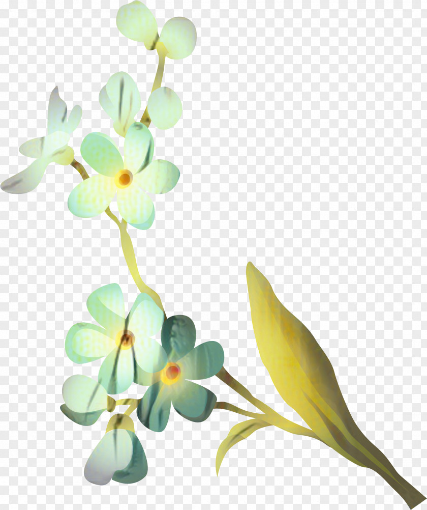 Moth Orchids Cut Flowers Floral Design Plant Stem PNG