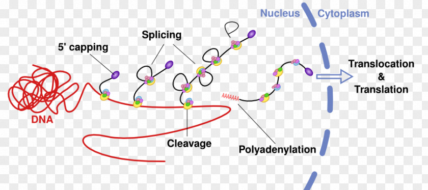 RNA Splicing Precursor MRNA Alternative Messenger PNG