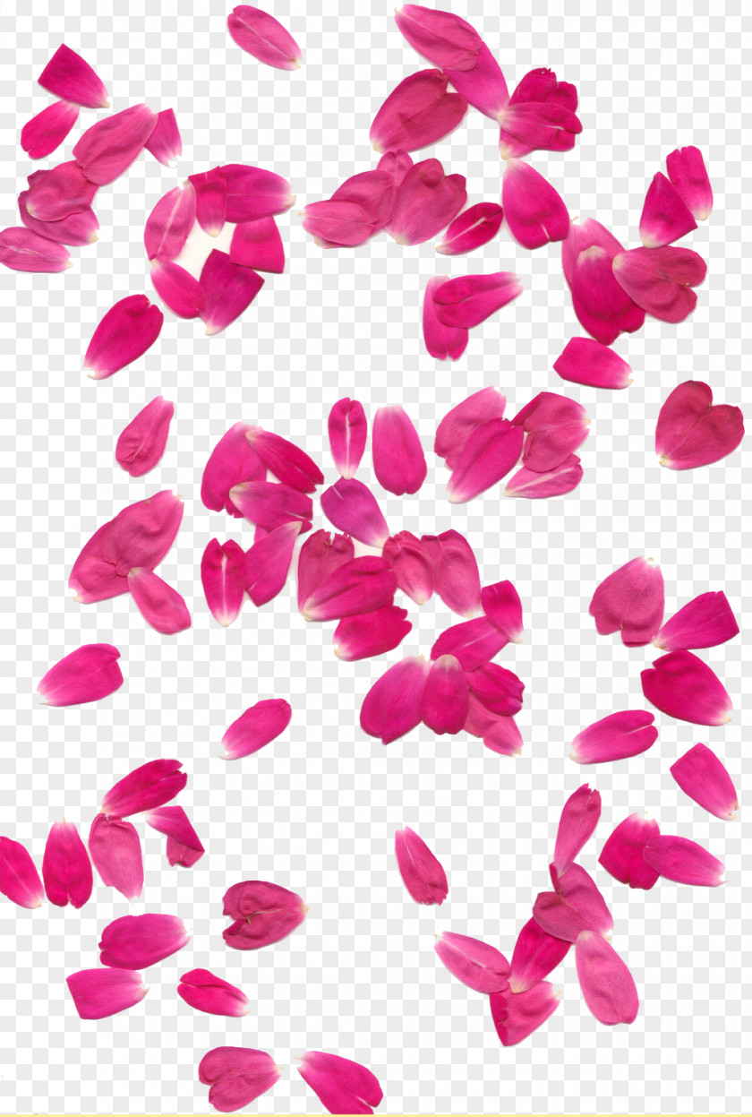 Rose Petals Transparent Background Petal PNG