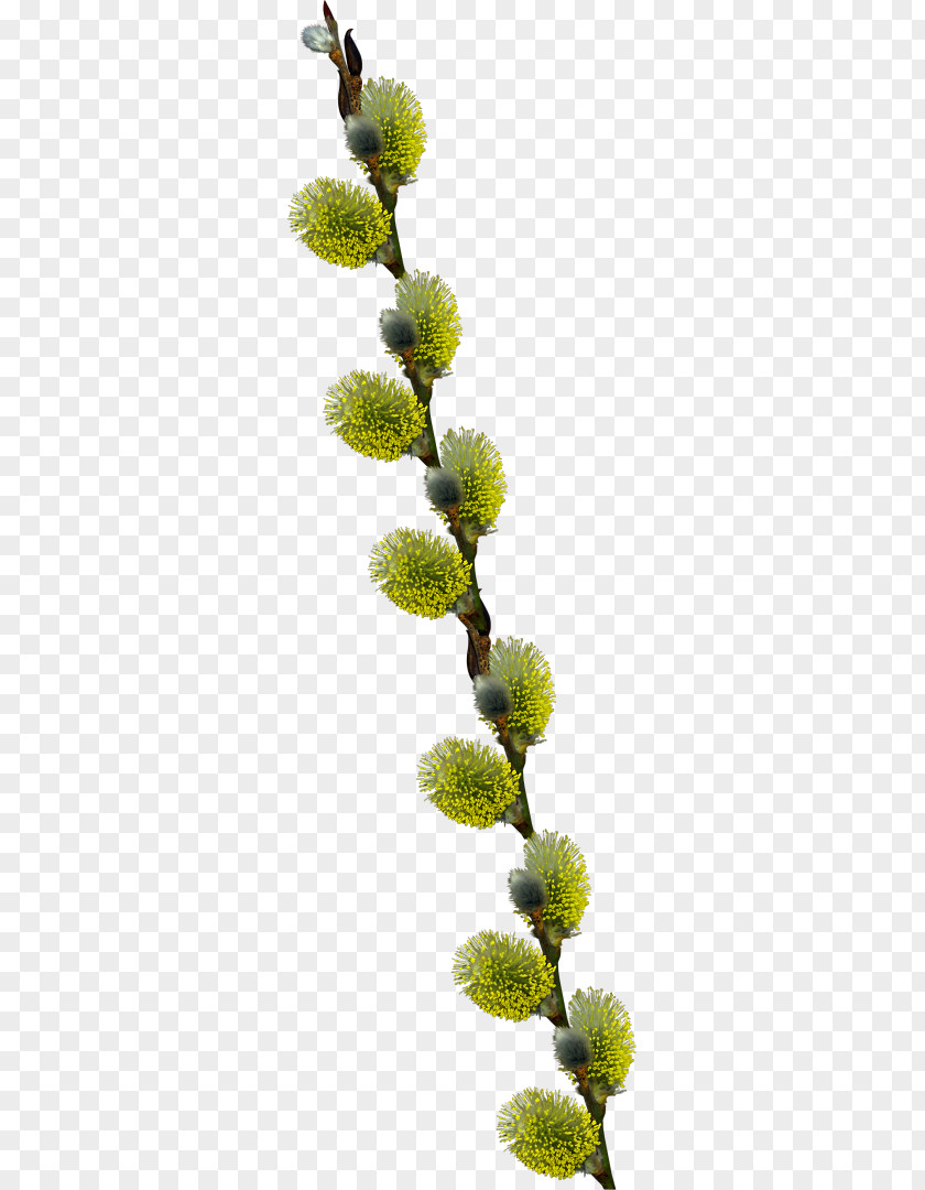 Tree Willow PNG