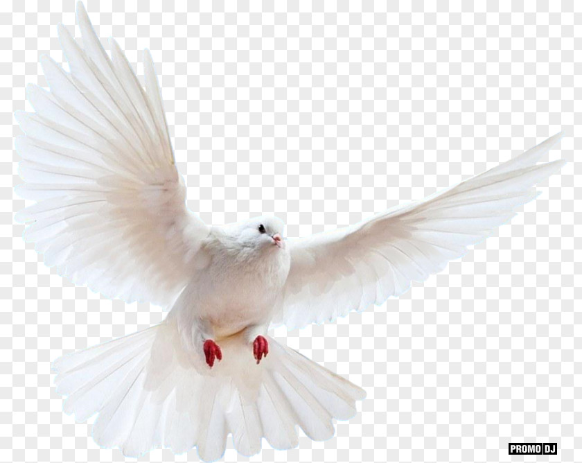 Bird Columbidae Rock Dove Doves As Symbols PNG