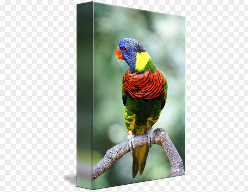 Lories And Lorikeets Macaw Loriini Parakeet Beak Feather PNG