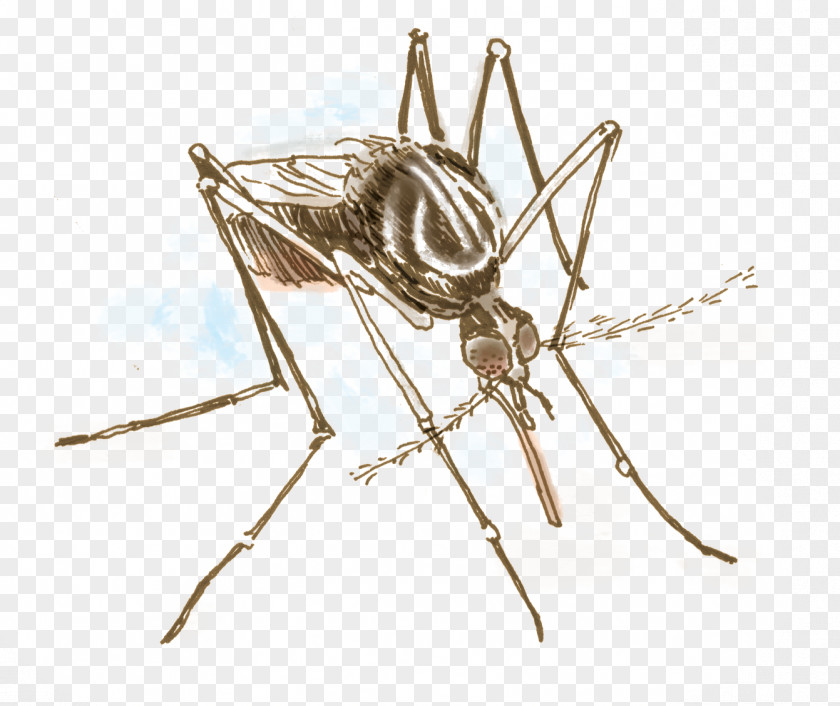 Mosquito Aedes Albopictus Yellow Fever Insect Invertebrate Ovitrap PNG
