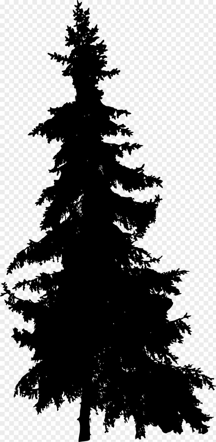 Pine Tree Blue Spruce Fir PNG