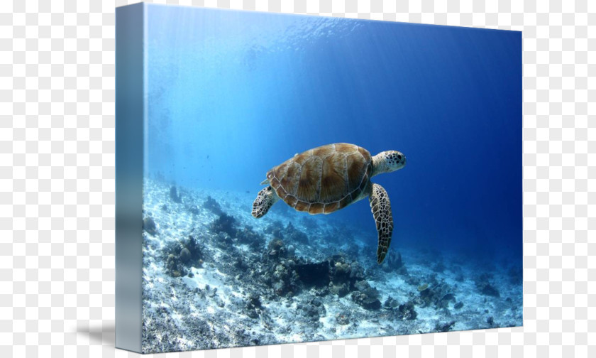 Sea Loggerhead Turtle Underwater PNG