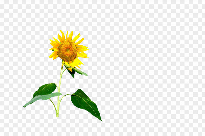 Sunflower Common Red PNG