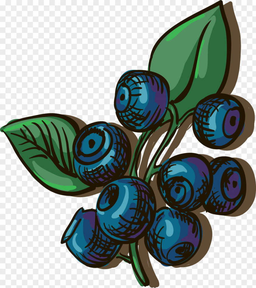 Vector Painted Blueberry Adobe Illustrator Illustration PNG