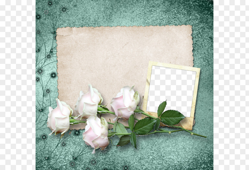 White Rose Background Frame Garden Roses Beach Picture PNG