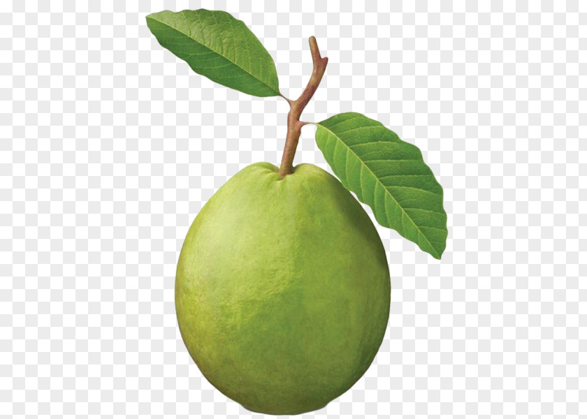 Common Guava Fruit Tree Tropical PNG