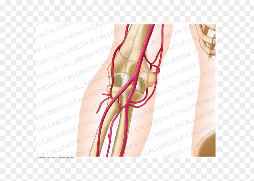 Elbow Ulnar Artery Anatomy Radial PNG