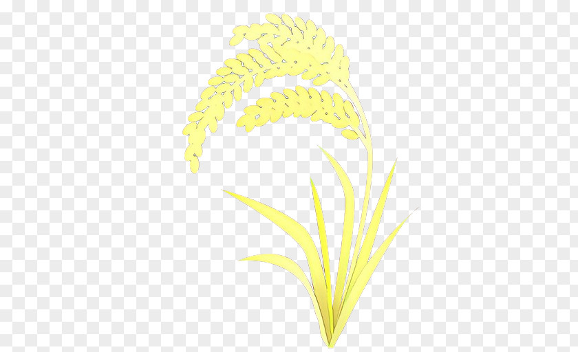 Flower Feather Grass Background PNG