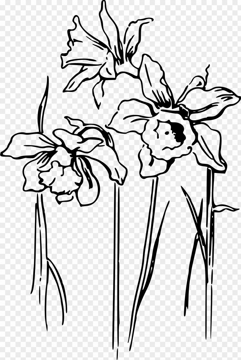 Narcissus Daffodil Drawing Clip Art PNG