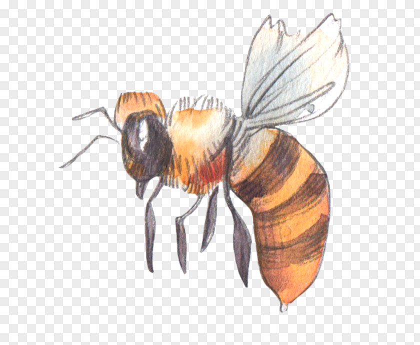 Bee Venom Honey PNG
