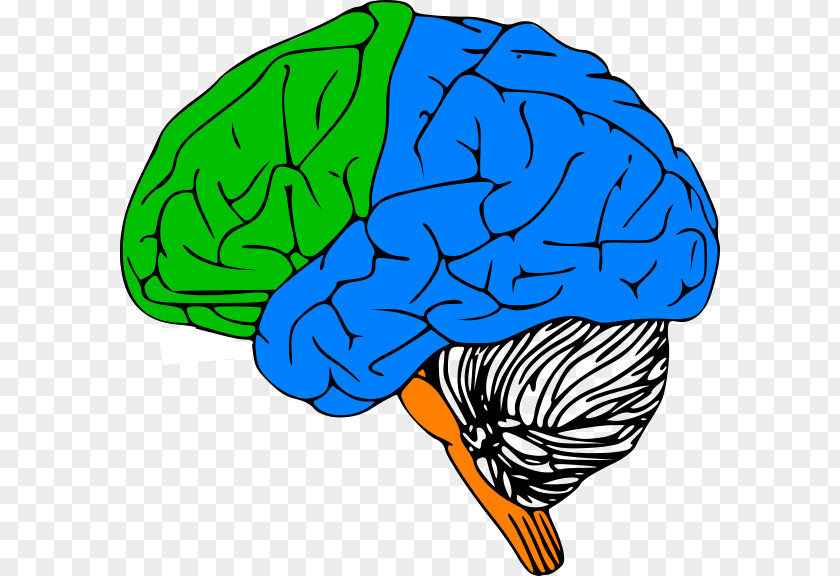 Brain Outline Of The Human Clip Art Drawing PNG