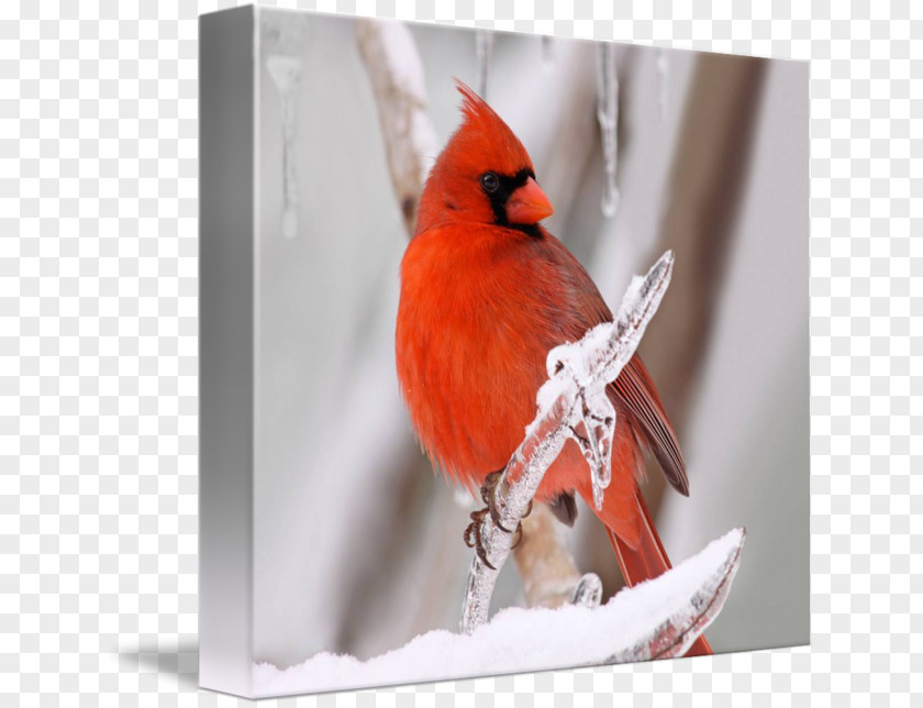 Cardinal Drawing Finches Fauna Beak Feather PNG