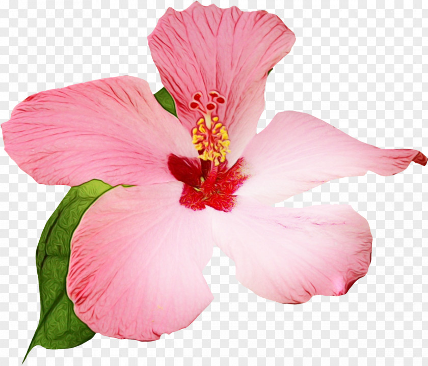 China Rose Mallow Family Pink Flower Cartoon PNG