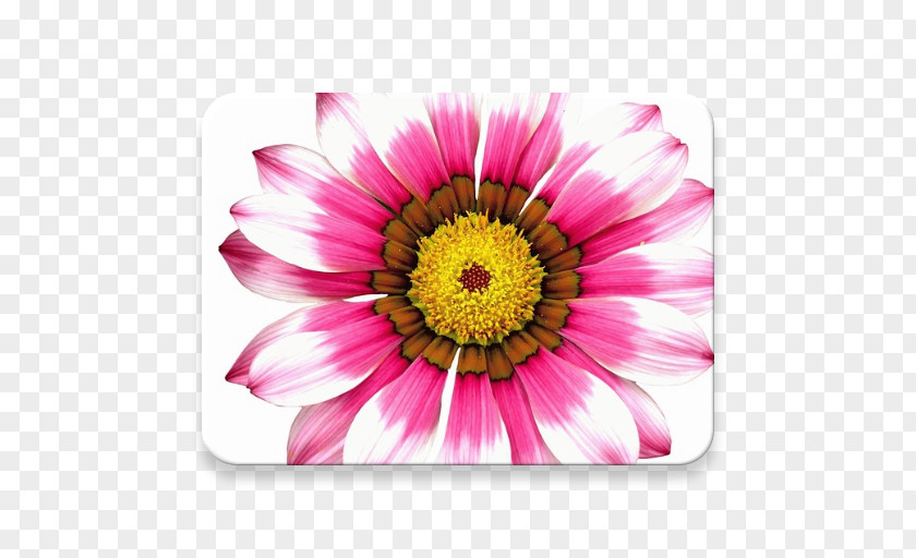 Flower Transvaal Daisy Chrysanthemum Petal Blume PNG