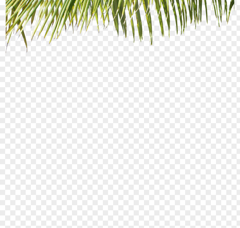 Green Grass PNG