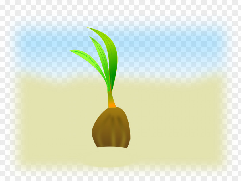 Picture Of Democratic Donkey Seed Coconut Clip Art PNG
