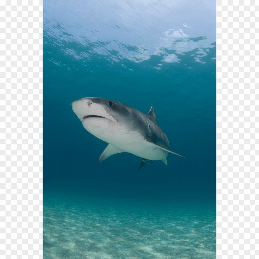 Seabed Shark Tiger Great White Canvas Print Printing PNG