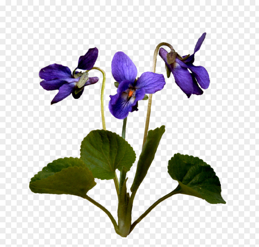 Violet Pansy Flower Image PNG