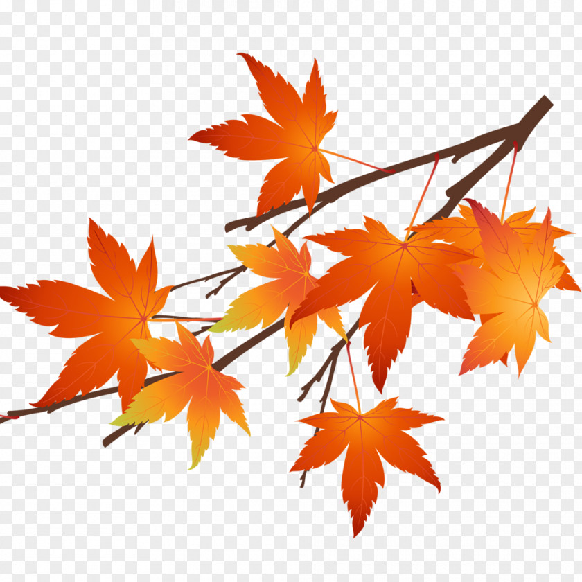 Autumn Maple Leaves Leaf Computer File PNG