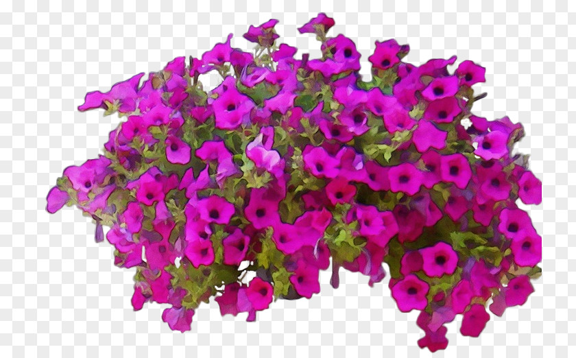 Bougainvillea Cut Flowers Flower Plant Magenta Pink Purple PNG