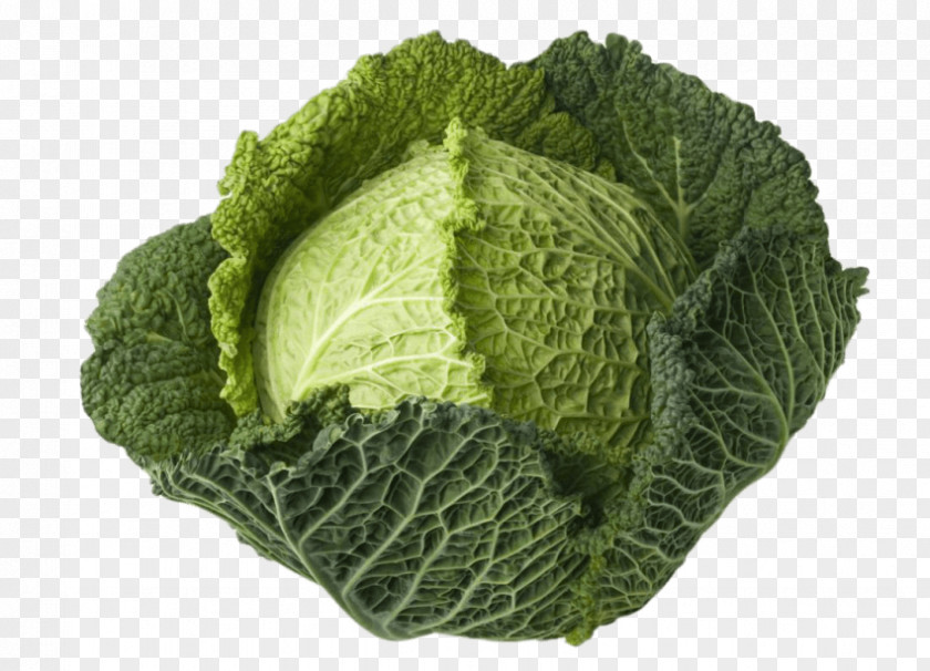 Cabbage Savoy Leaf Vegetable Broccoli PNG