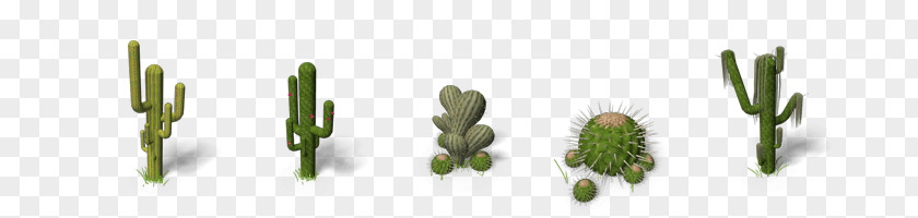 Cactaceae Saguaro Clip Art PNG