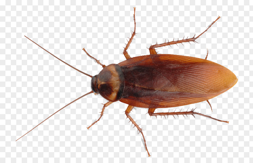 Cockroach American Insect Pest Control PNG