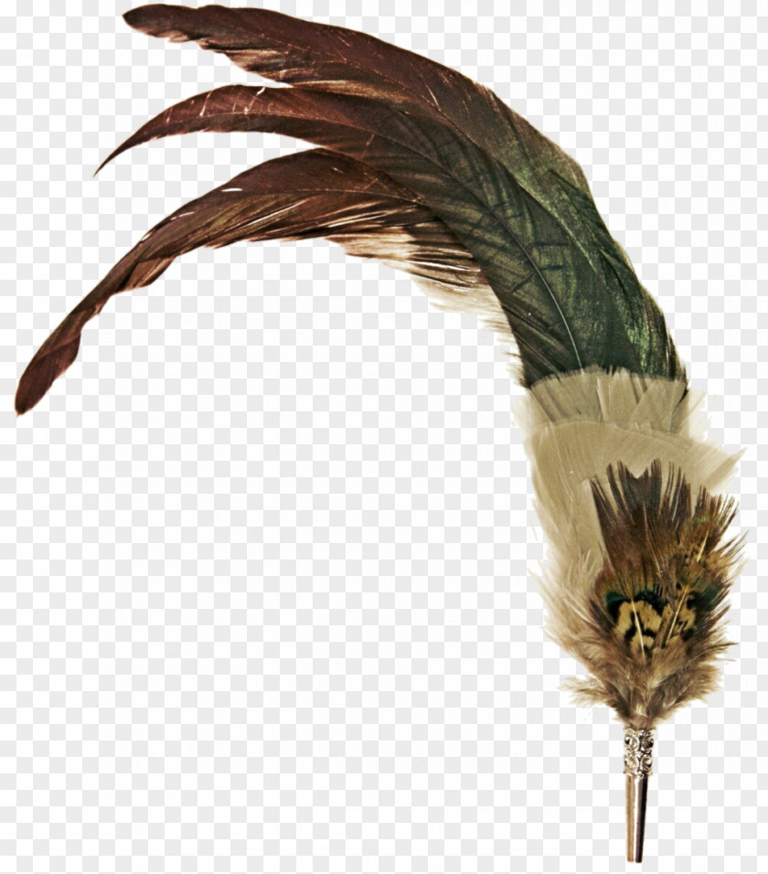 Feathers Feather Quill Pen Paper PNG