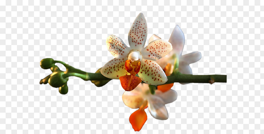 Flower Orchids Clip Art PNG