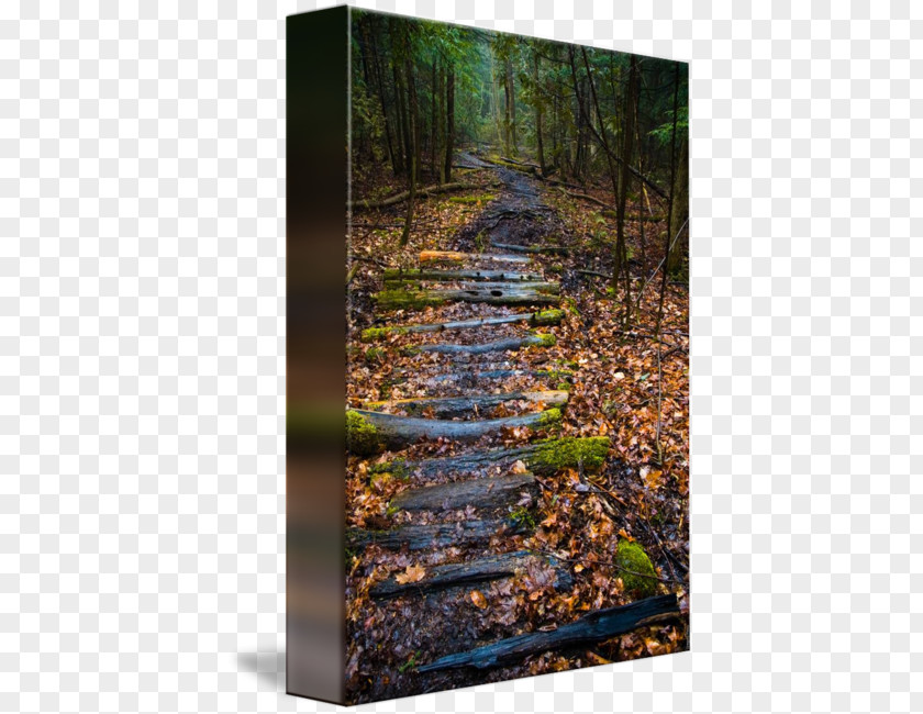 Forest Path Gallery Wrap Canvas Tree Art PNG
