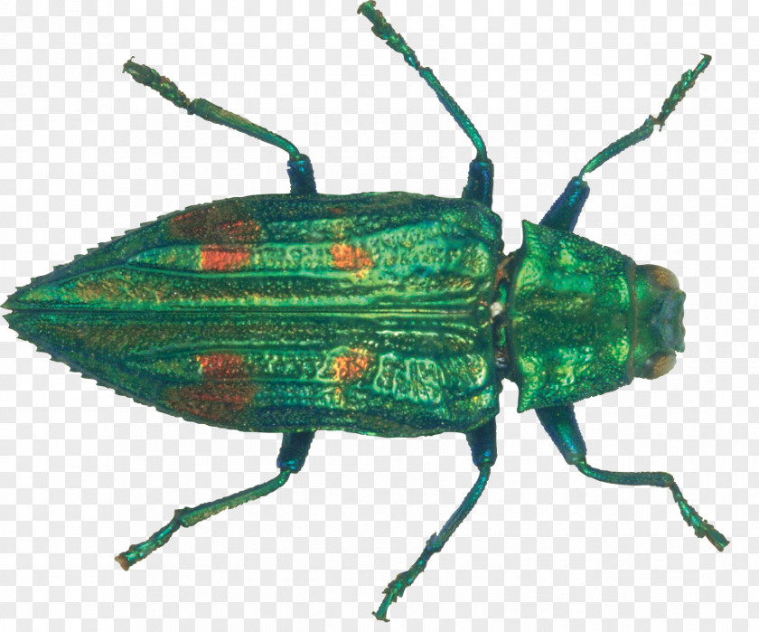 Green Beetle Download Icon PNG