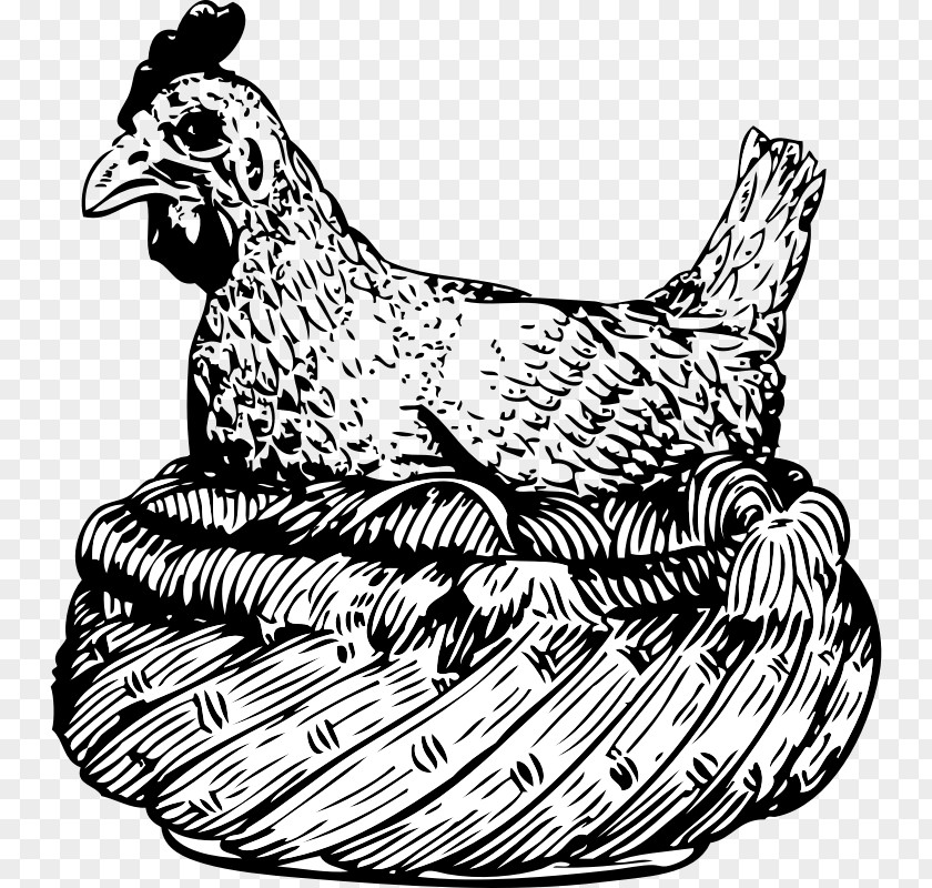 Hen Chicken Rooster Clip Art PNG