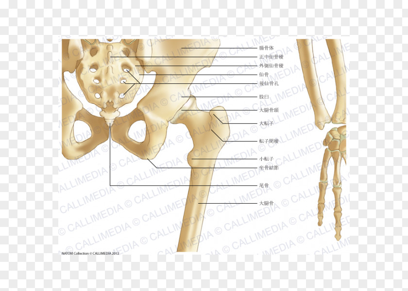 Intertrochanteric Crest Pelvis Bone Forearm Ligament Hip PNG