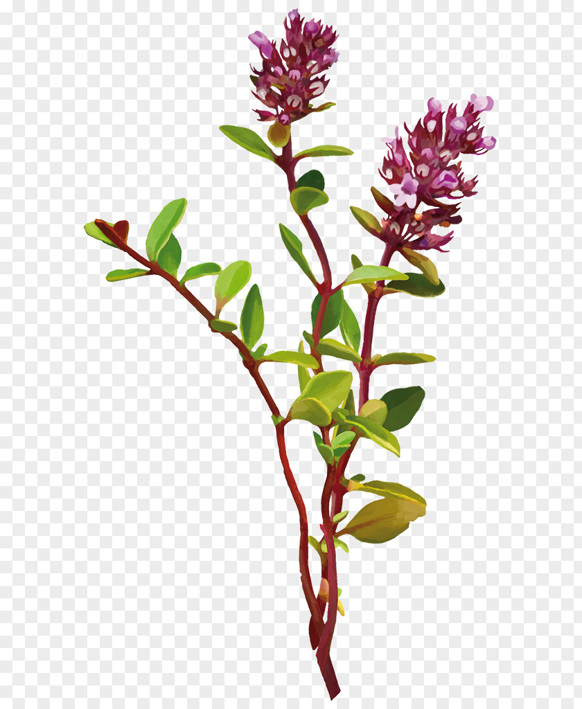 Medicago Embryophyta Flowering Plant Cut Flowers Stem Calluna PNG
