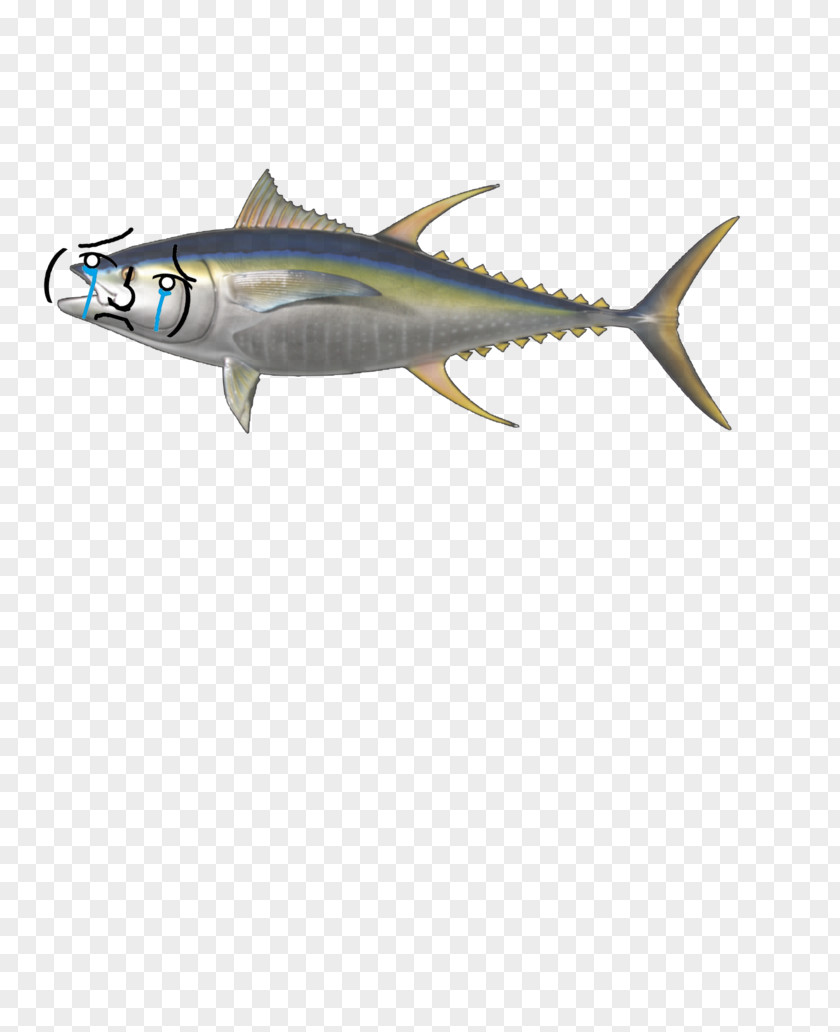 Tuna Bigeye Yellowfin Atlantic Bluefin Mackerel Fish PNG